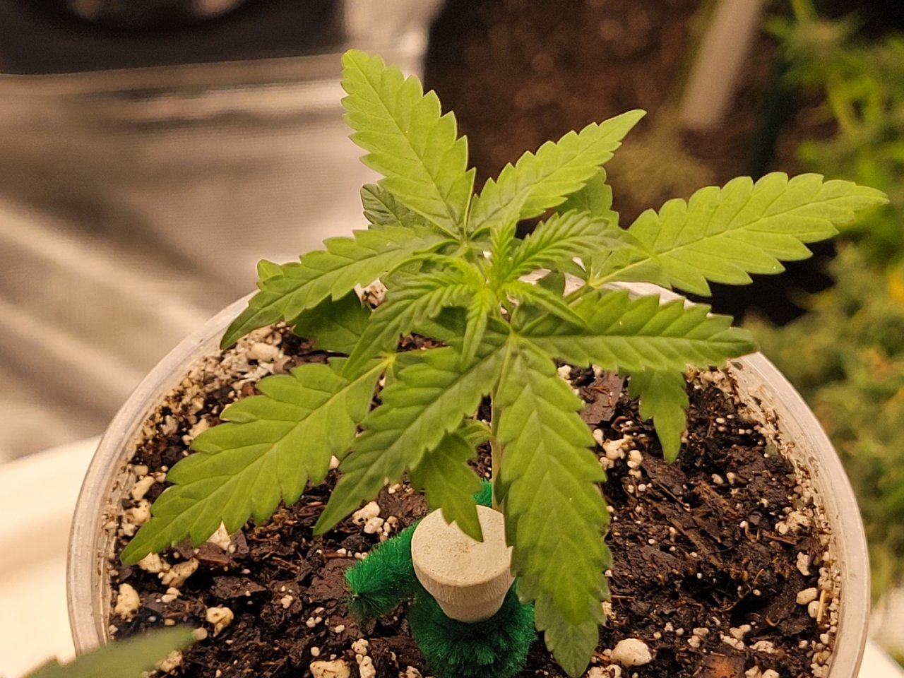 GSC Auto Seedling