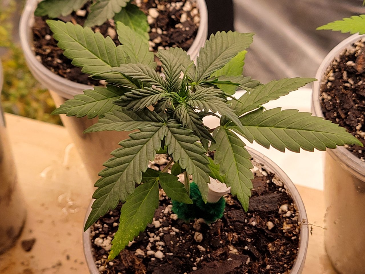 GSC Auto Seedling