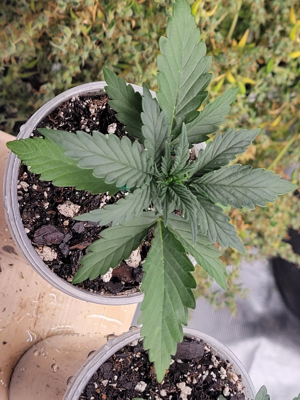 GSC Auto Seedling