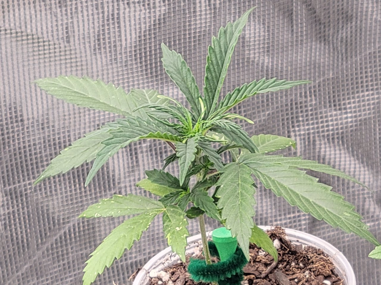 GSC Auto Seedling