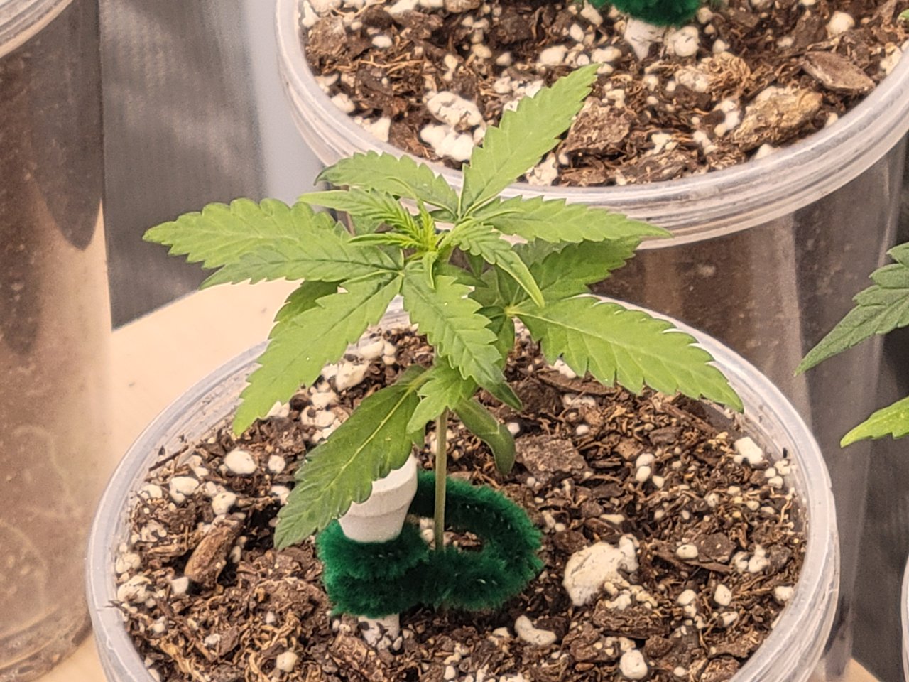 GSC Auto Seedling