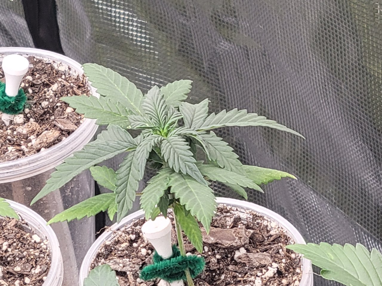 GSC Auto Seedling