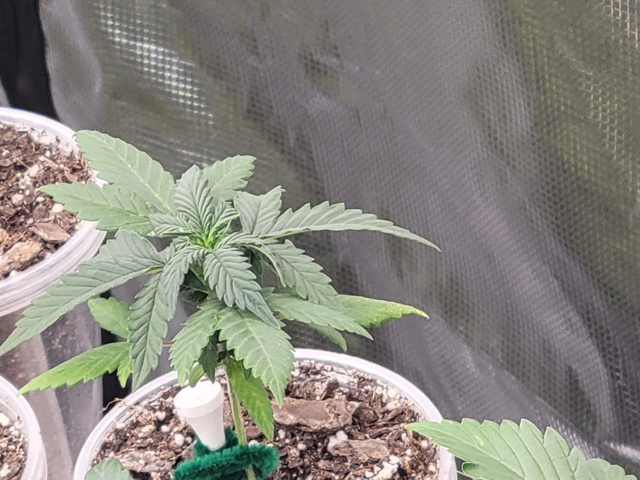 GSC Auto Seedling