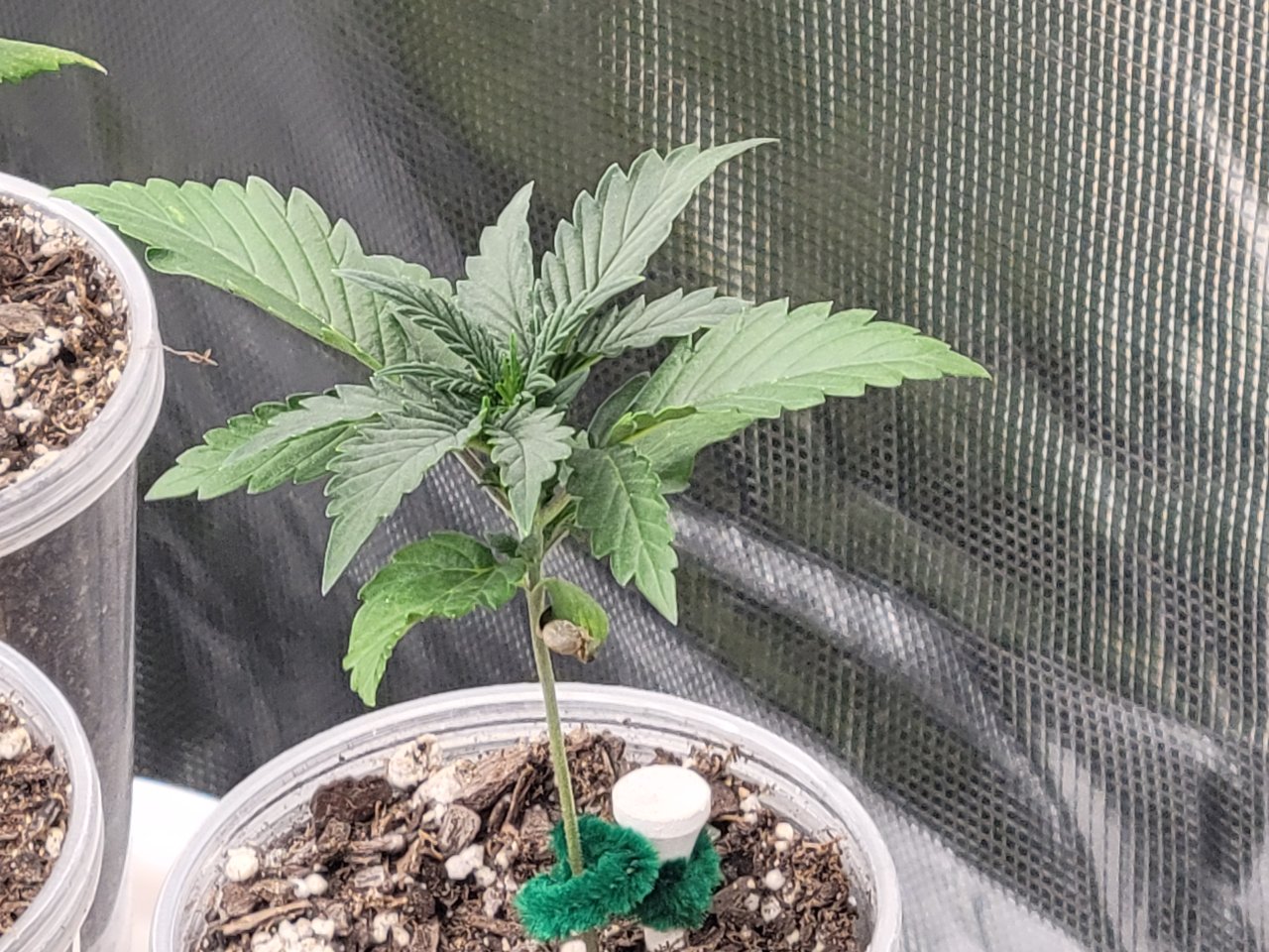 GSC Auto Seedling