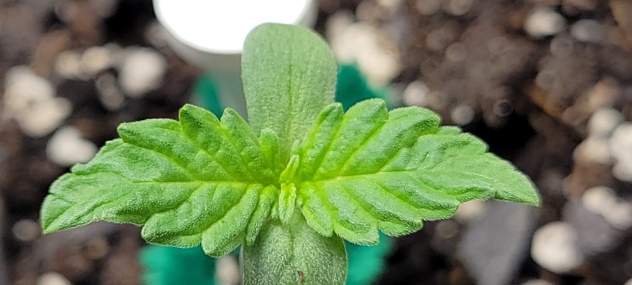 Gsc auto sprout