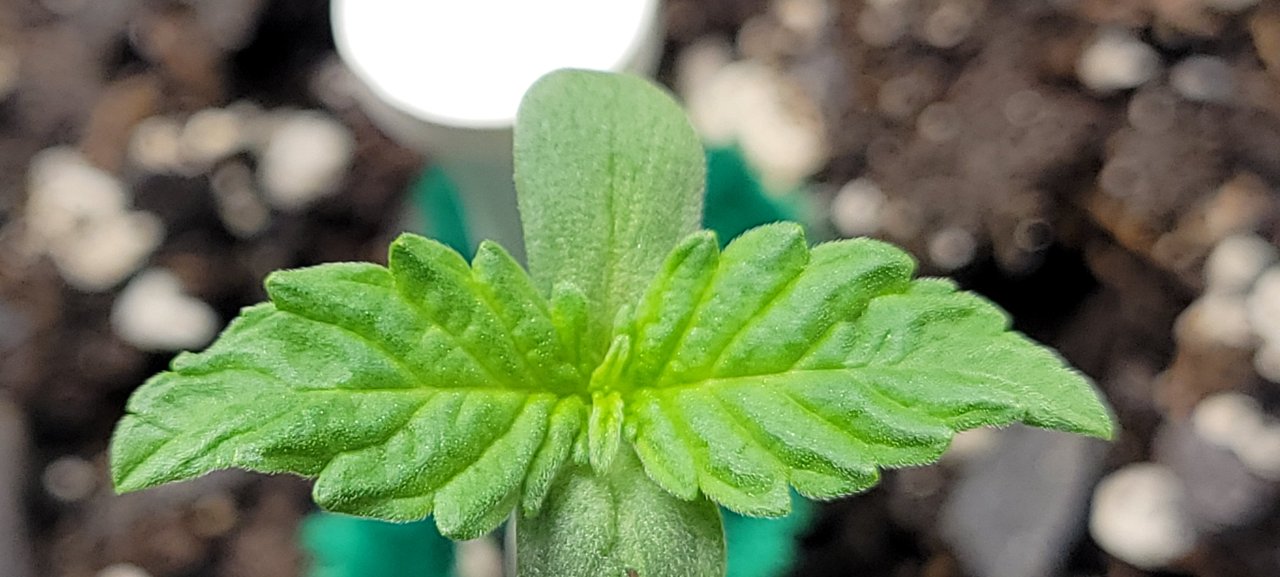 Gsc auto sprout