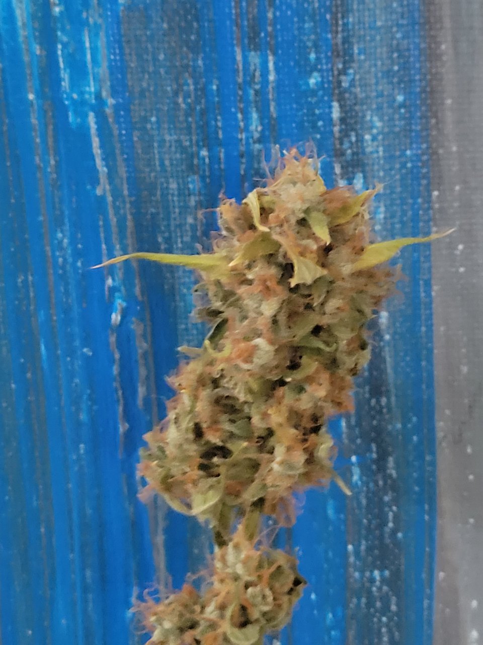 Gsc auto yoda harvest