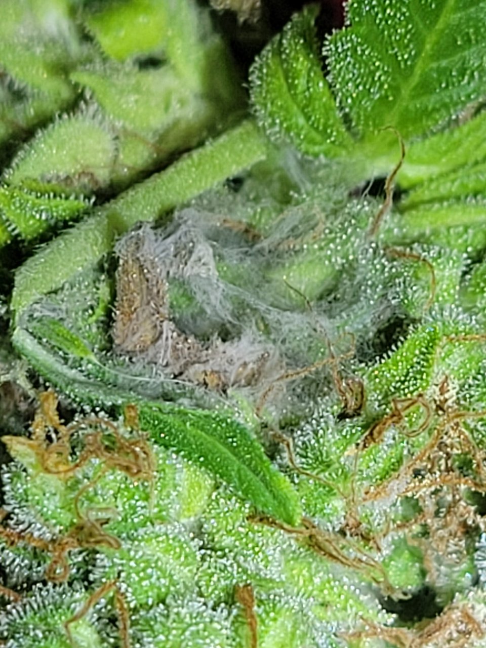 Gsc bud rot/mildew