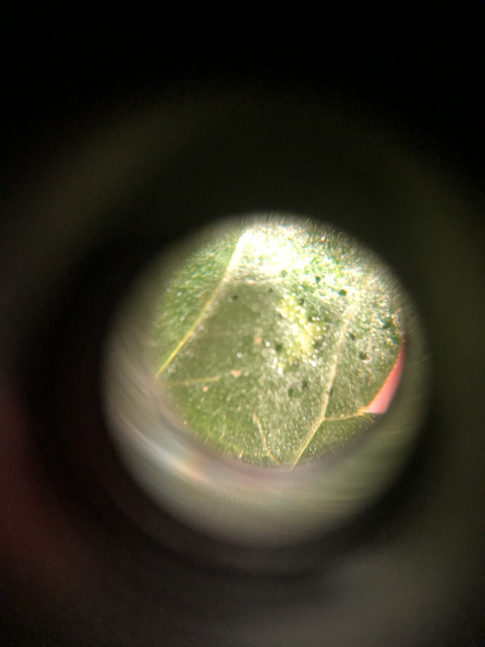 GSC - close up of shiny spot on leaves