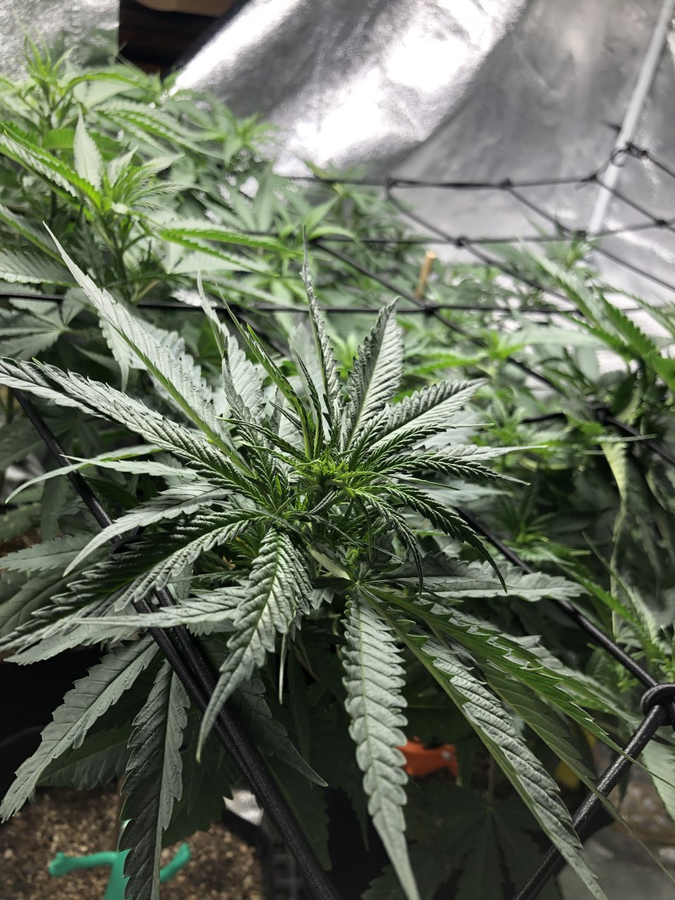 GSC - Day 2 Flower