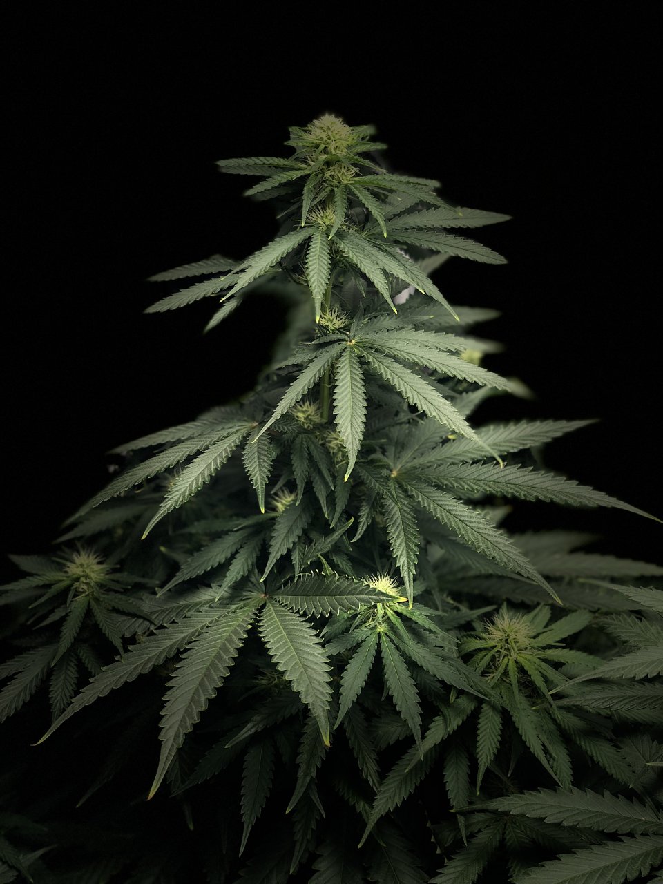 GSC - Day 22 post flip