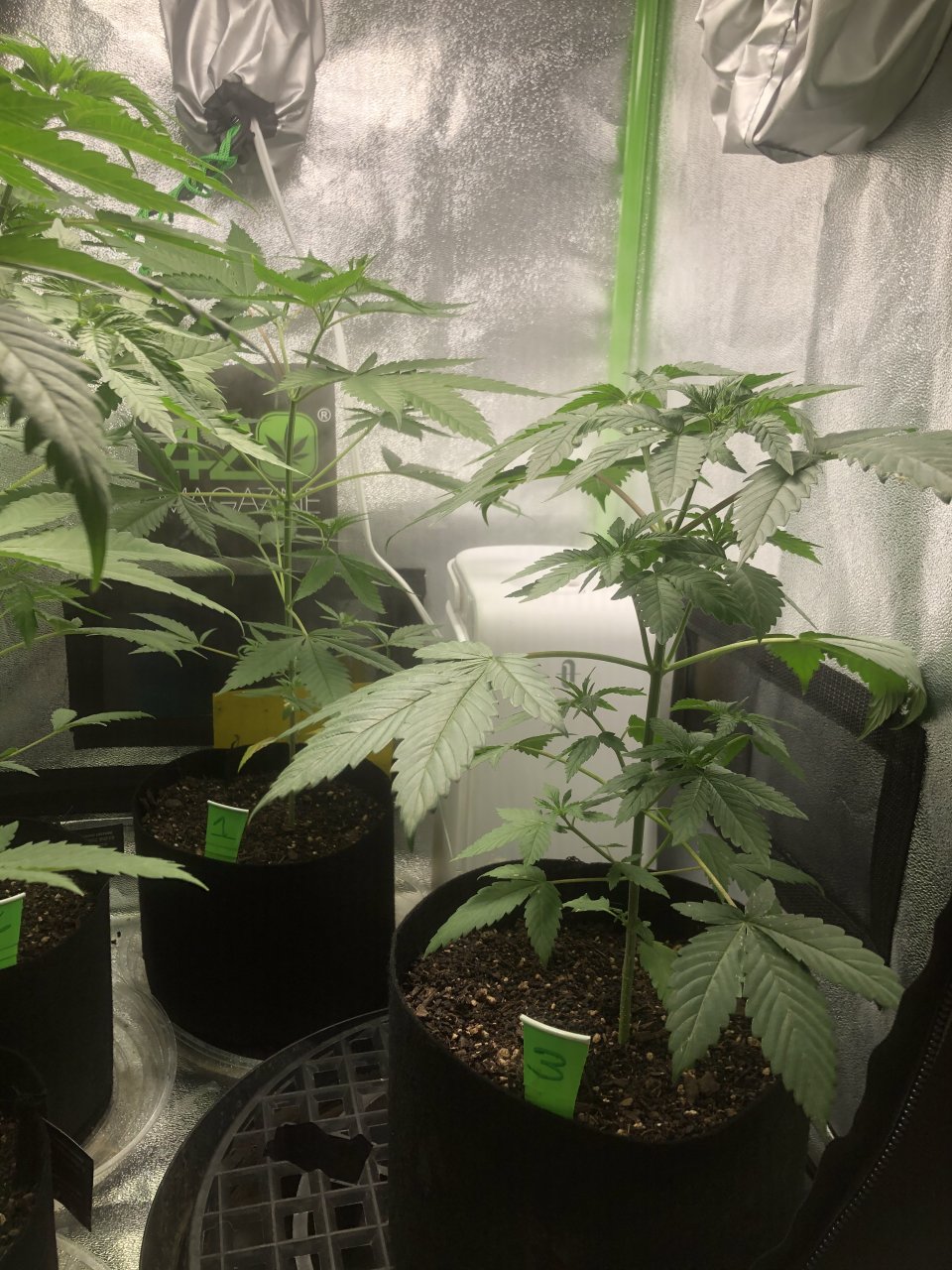 GSC - Day 41 (31 Veg)