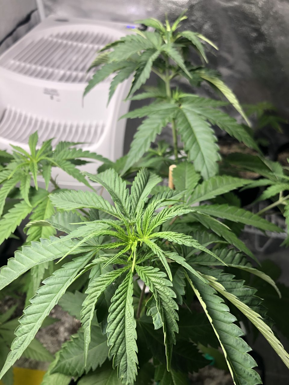 GSC - Day 46/36