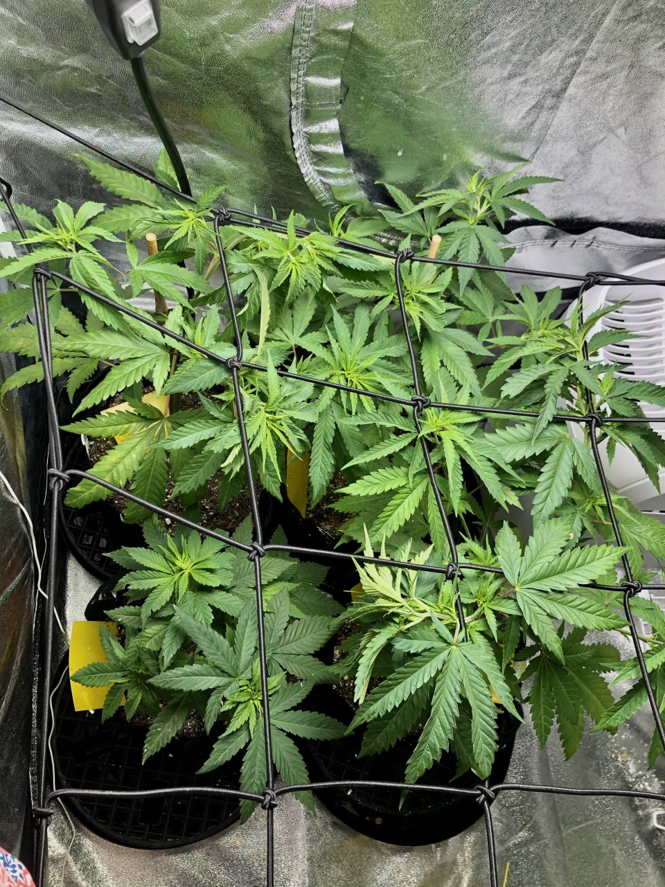 GSC Day 47 - 37 Veg