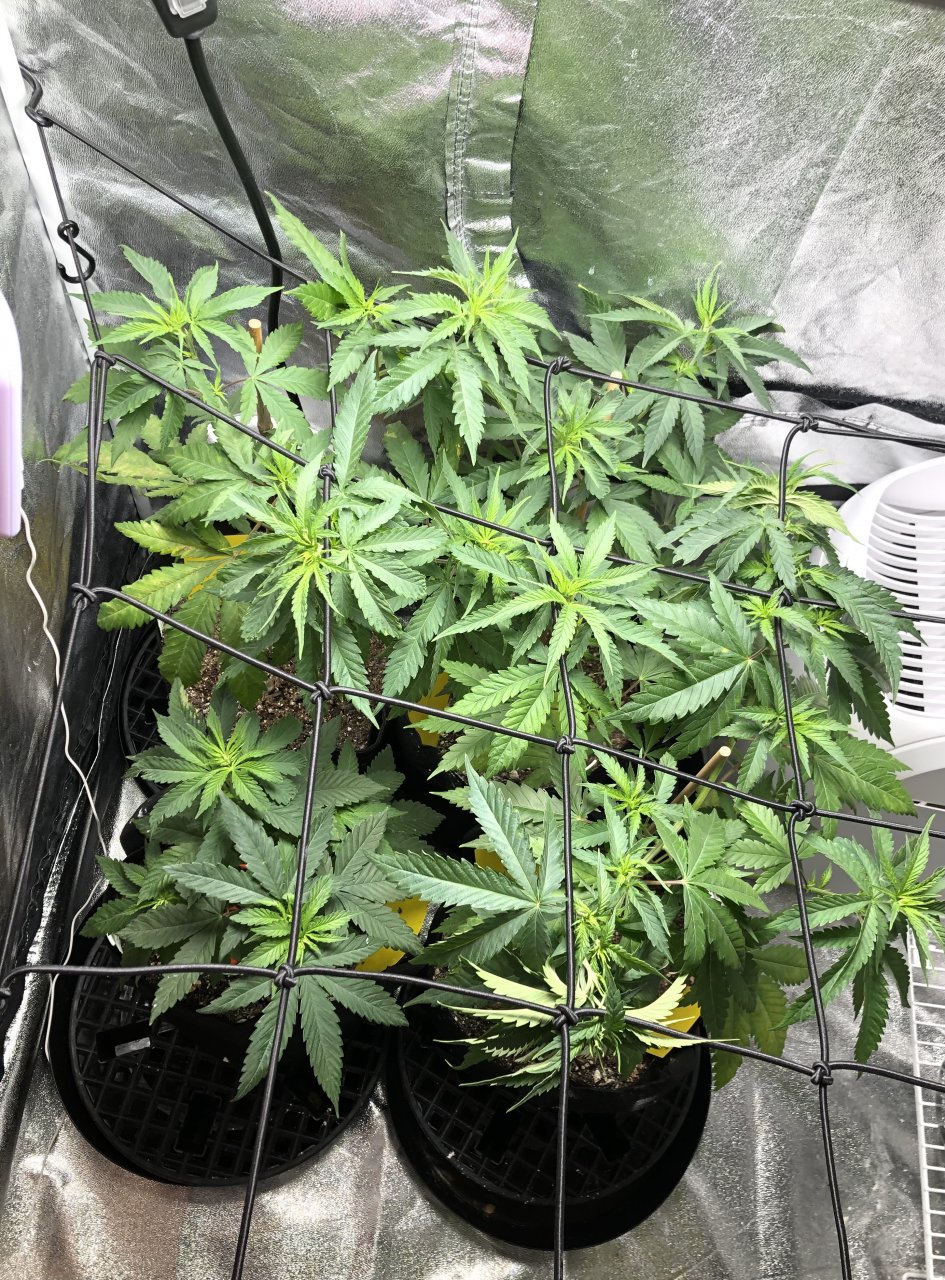 GSC - Day 48/38 Veg