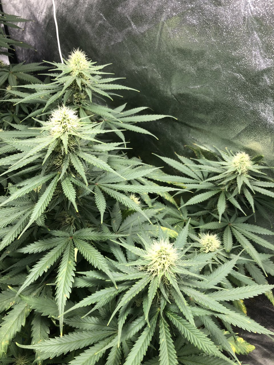 GSC - Flower Day 33