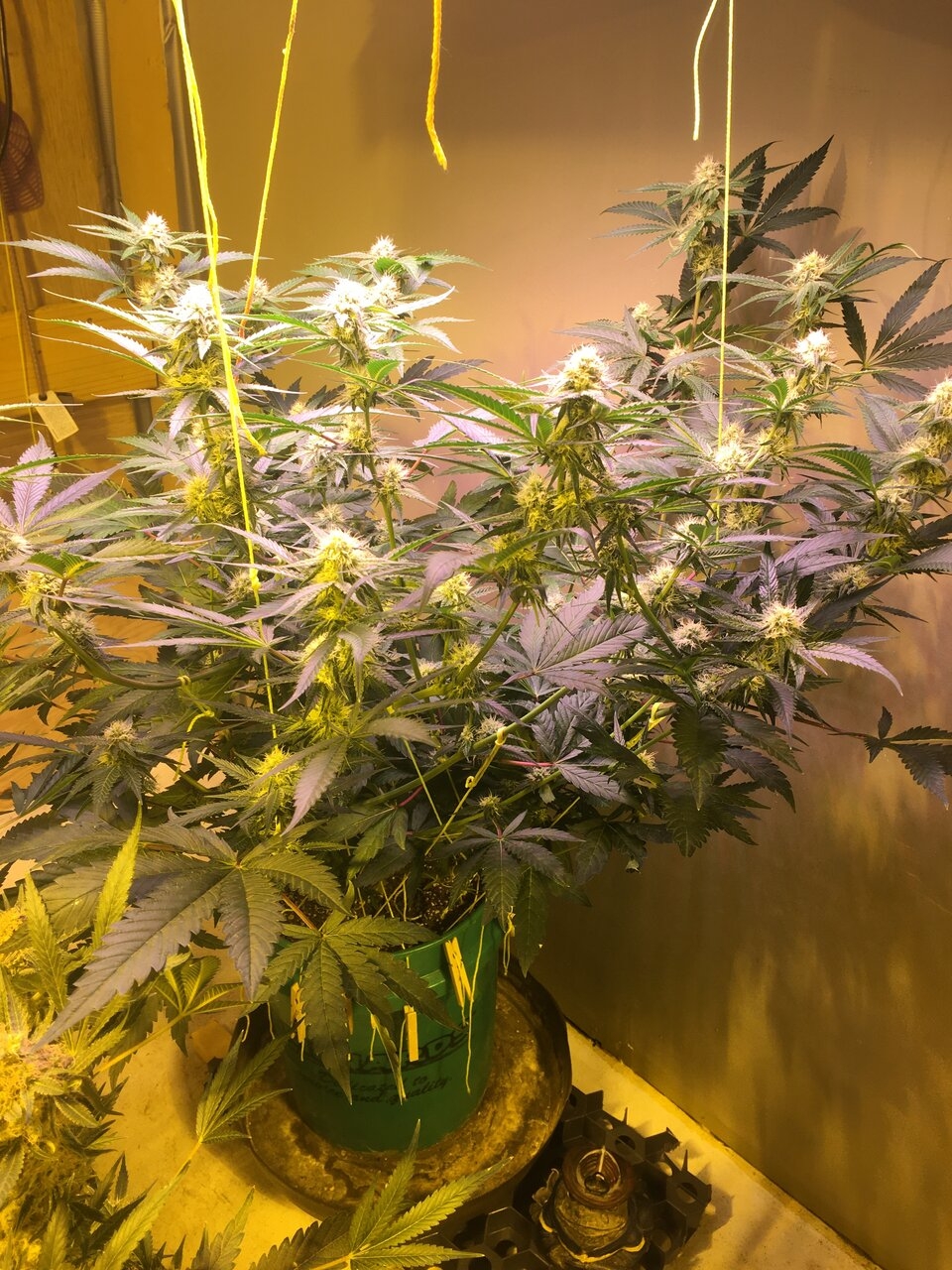 GSC under LED