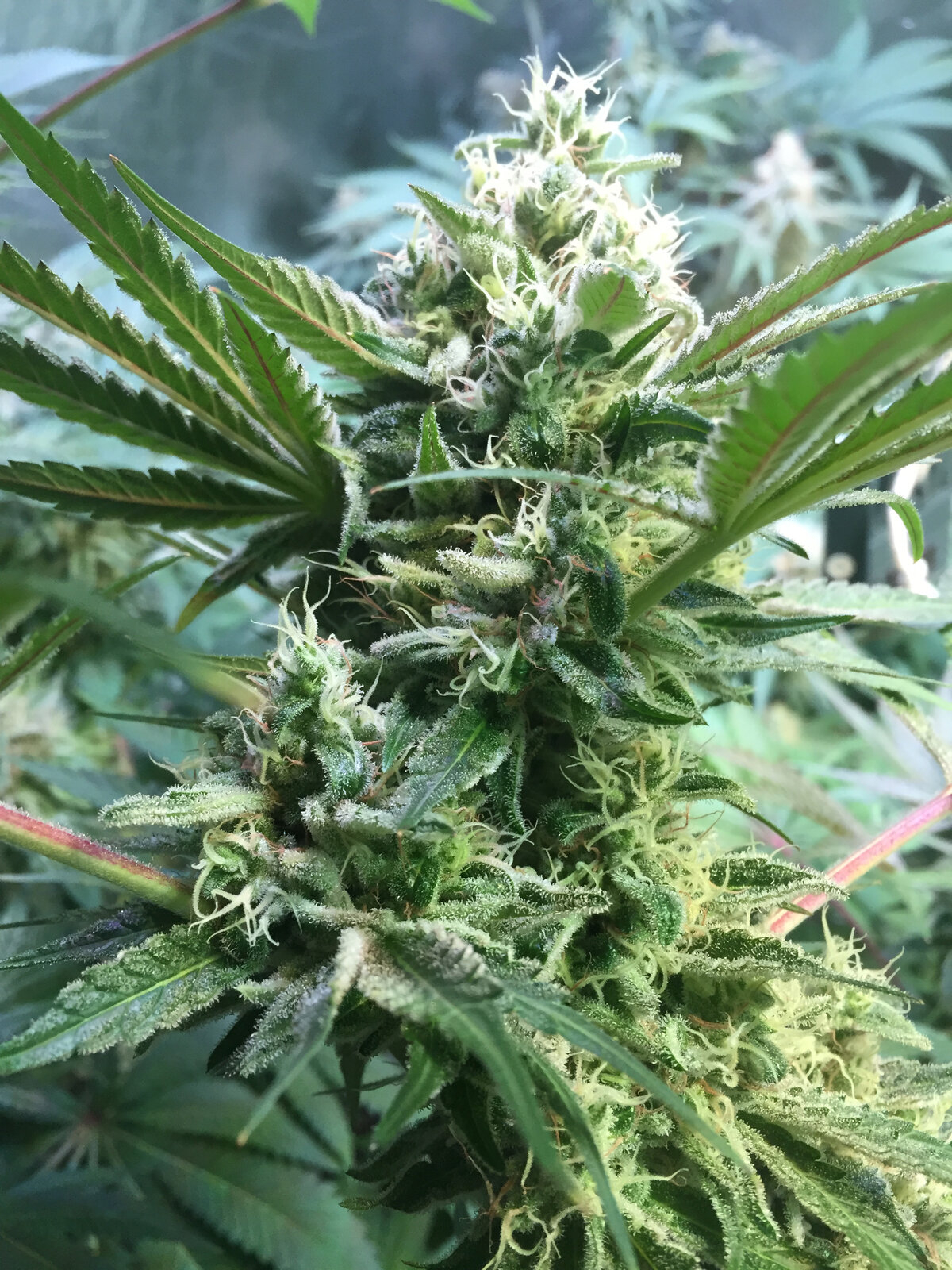 GSC_48daysFlower.jpg