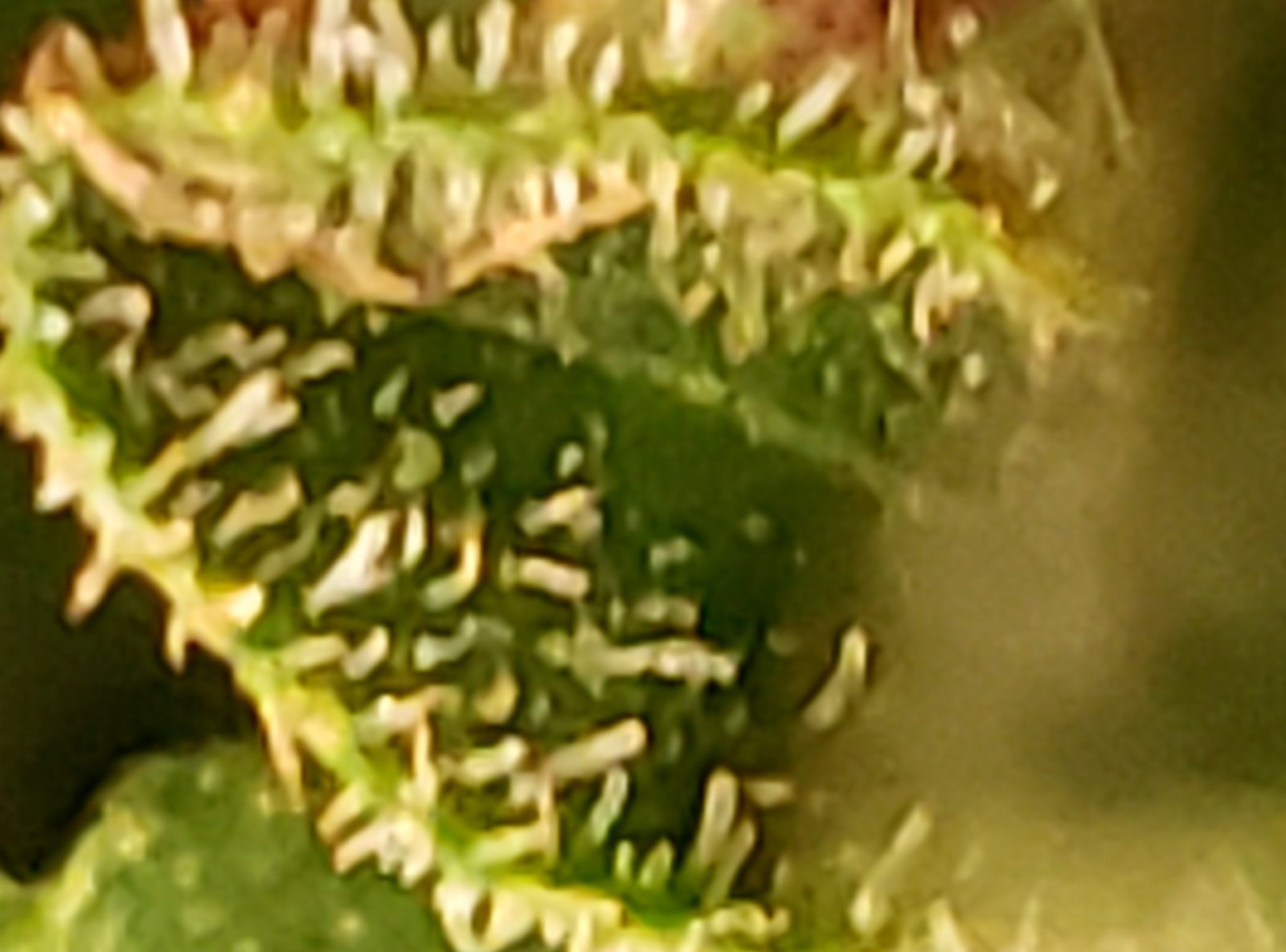 GSC_trichomes2_07262021.jpg