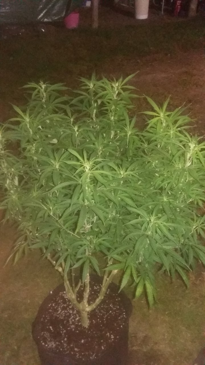 GSCrack 7 days in 12/12