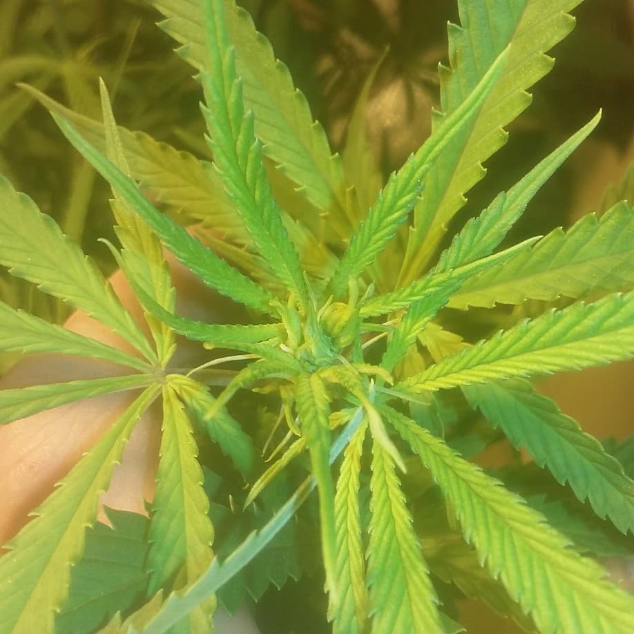 GSCrack pistils