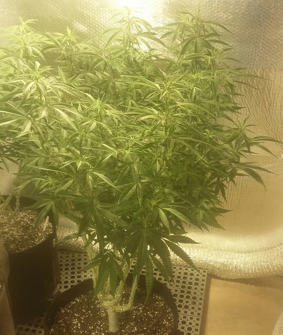 GSCrack soooo looking forwars to seeing some fat colas hanging off that frame.