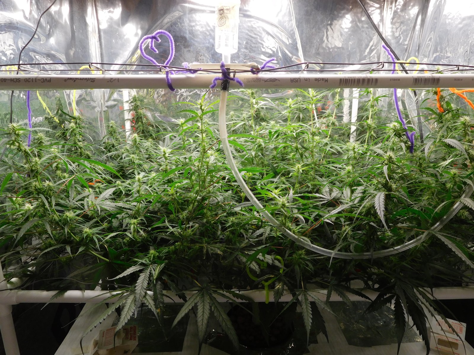 GT Day 43 veg (3).JPG