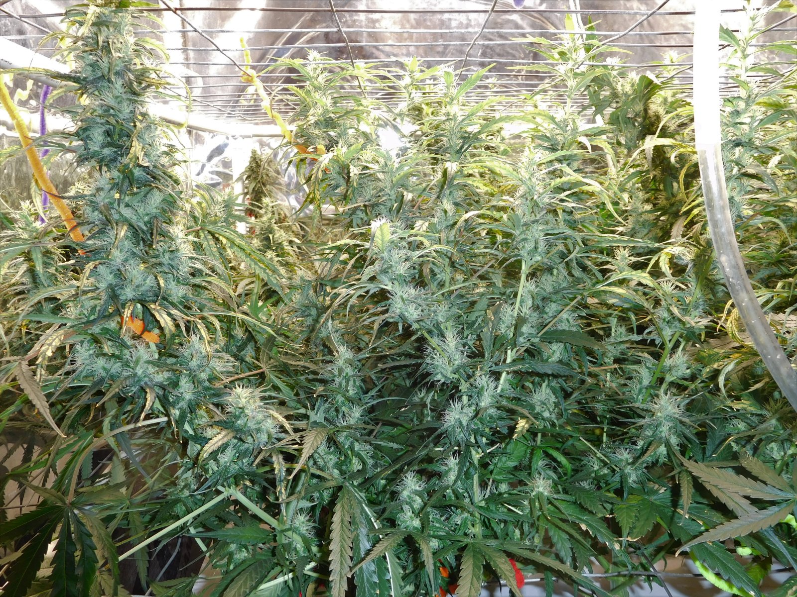 GT Day 61 flower (4).JPG