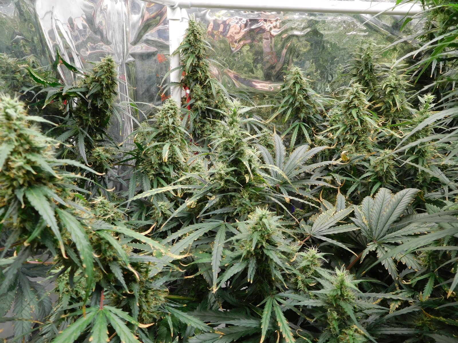 GT Day 64 flower (1).JPG