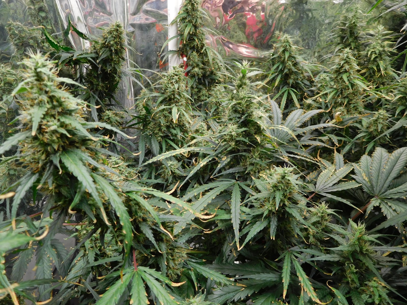 GT Day 66 flower (1).JPG