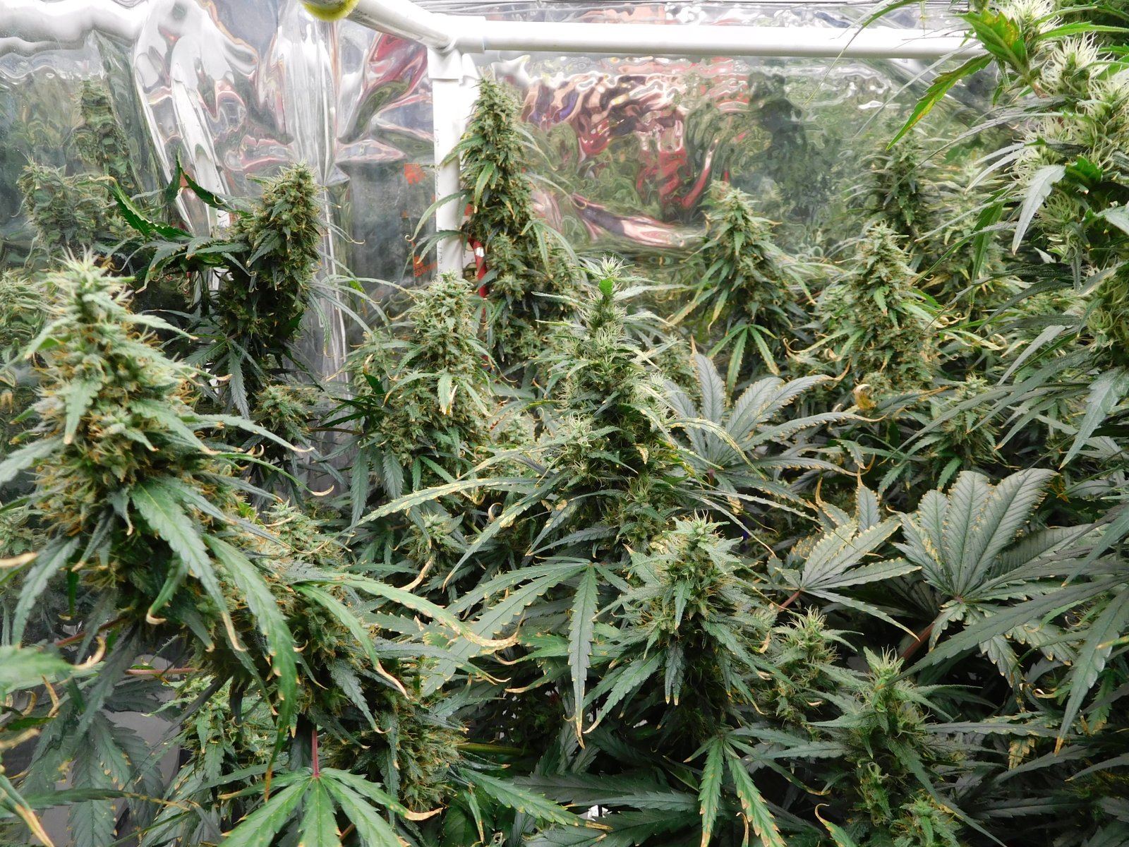 GT Day 67 flower (5).JPG