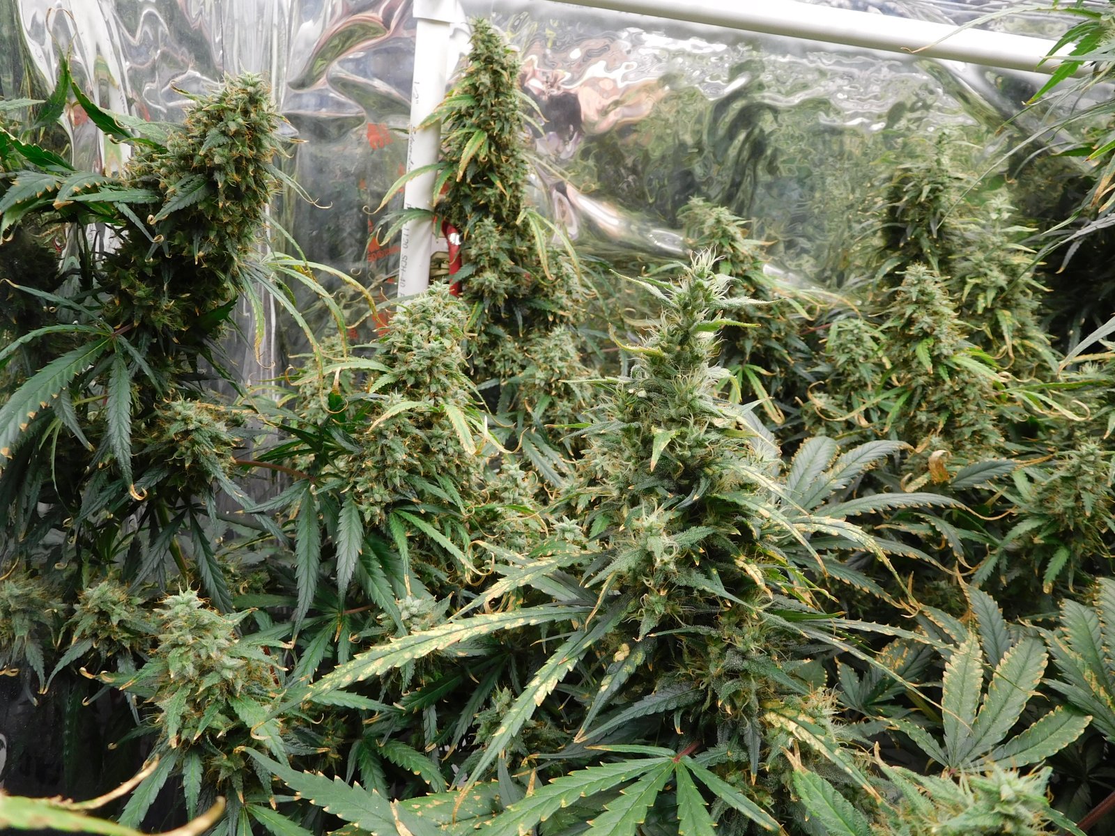 GT Day 75 flower (3).JPG