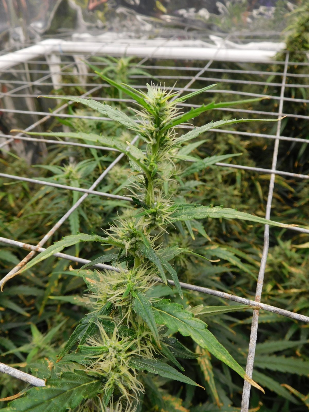 GT Day 76 flower (15).JPG