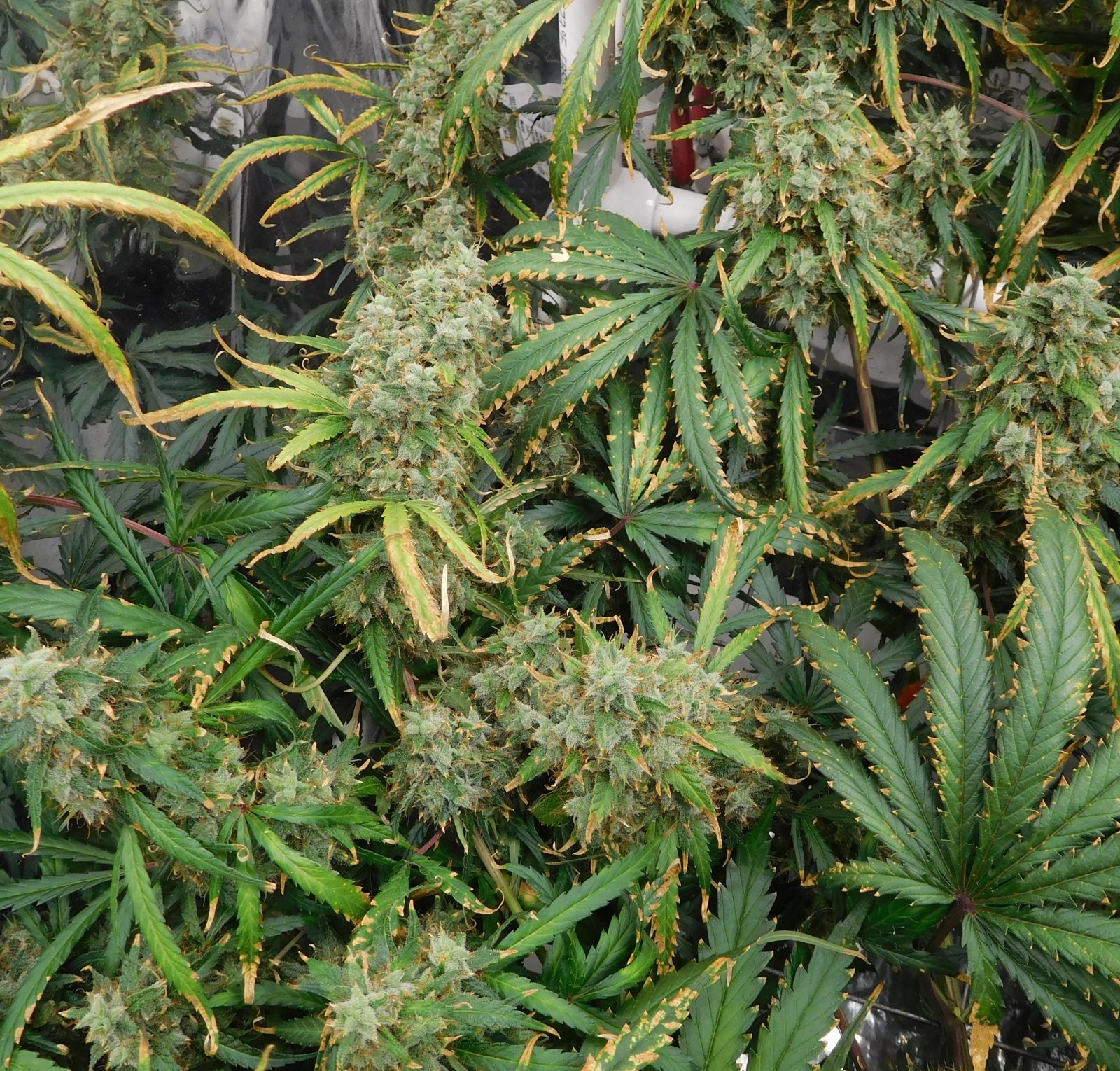 GT Day 85 flower (8).JPG