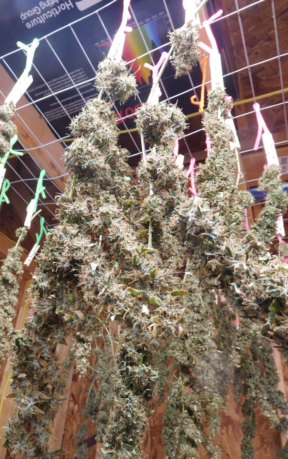 GT Harvest 2023 Thai phenos (1).JPG