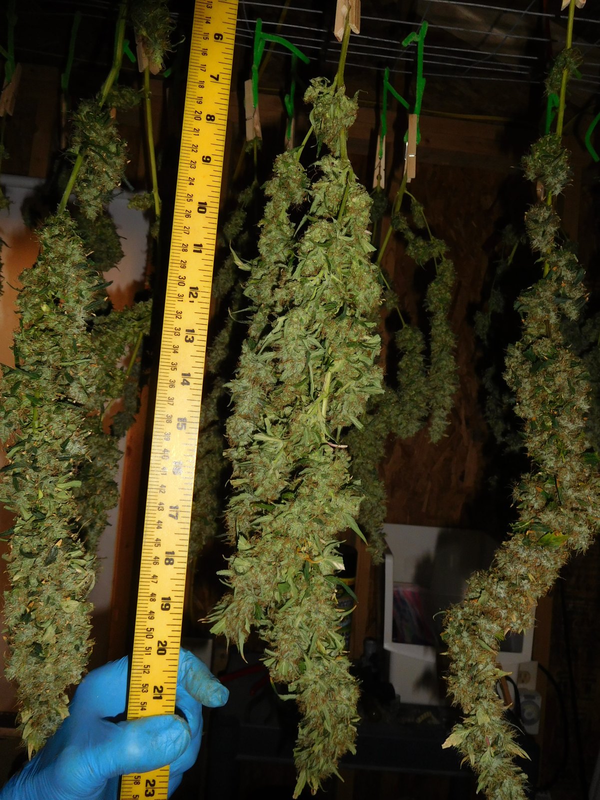 GT Harvest 2nd day (2).JPG