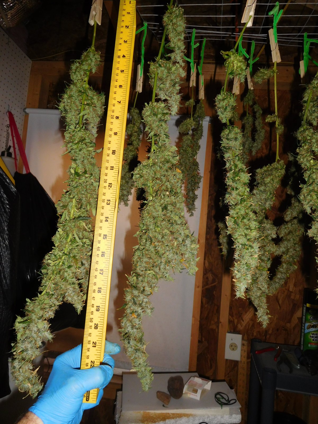 GT Harvest 2nd day (3).JPG