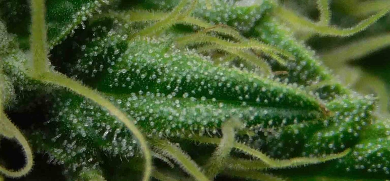 GTH #2 trichome 2.jpg