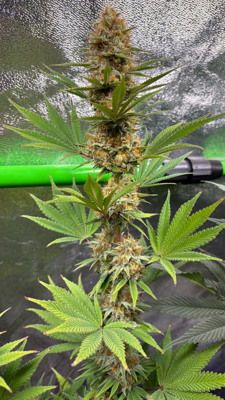 GTH#2Day116Day56FLRBud.JPG