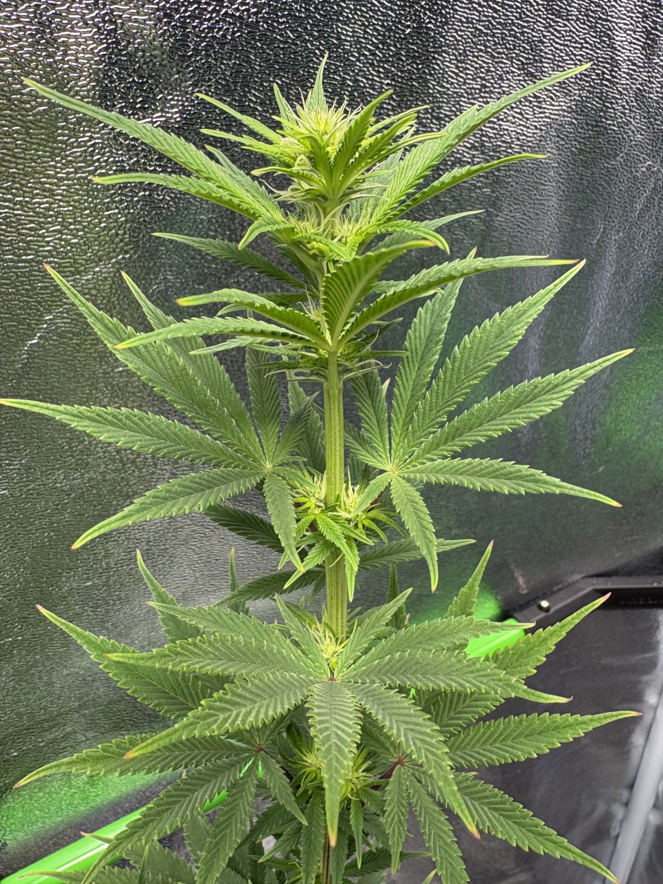 GTH#2Day74Day14FLRBud.JPG