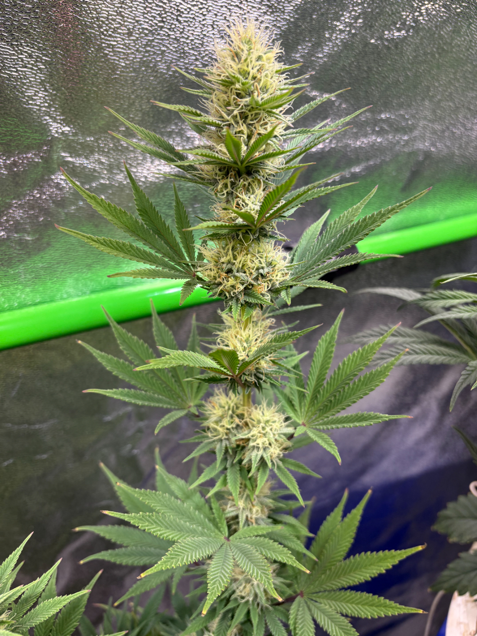 GTH#2Day95Day35FLRBud.JPG