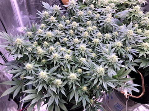 GTH Before Defoliation.jpg