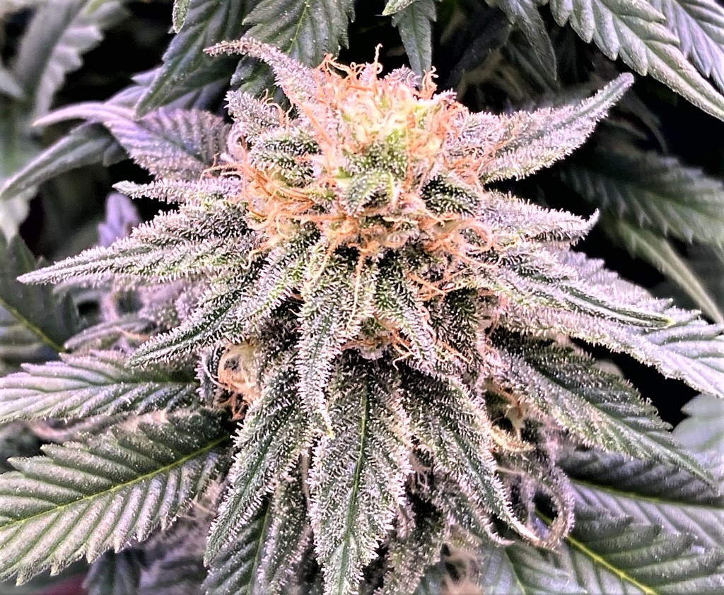 GTH bud 1 11 6.jpg