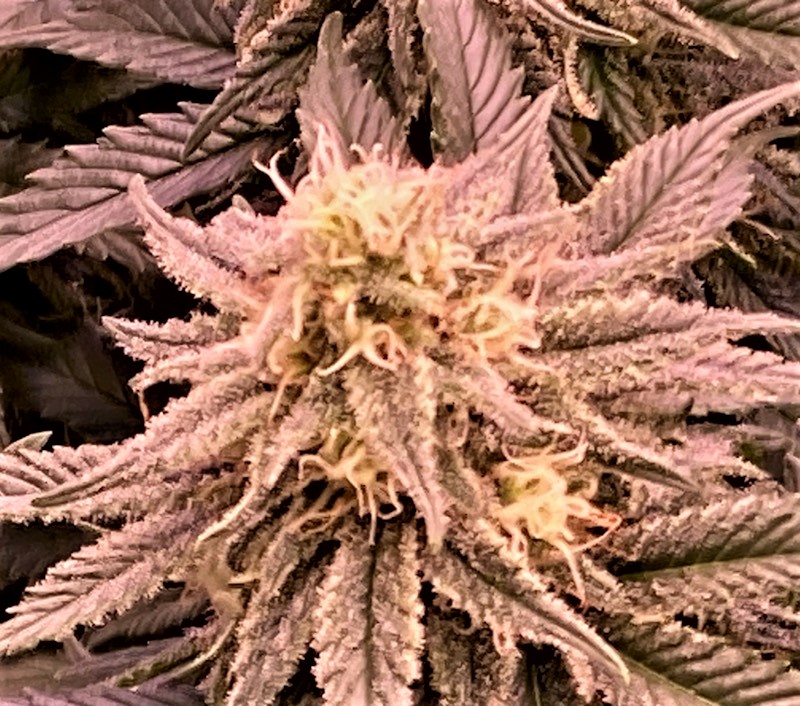 GTH Bud 11 1.jpg