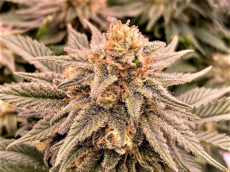 GTH bud 11 15.jpg