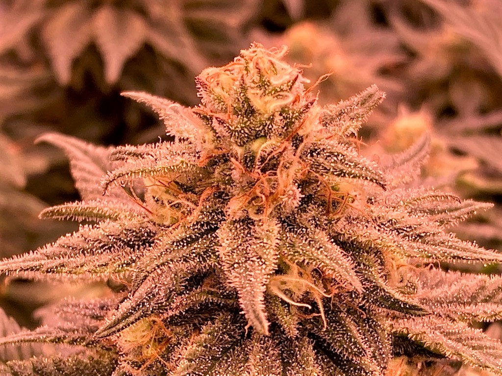 GTH Bud 11 9 1.jpg