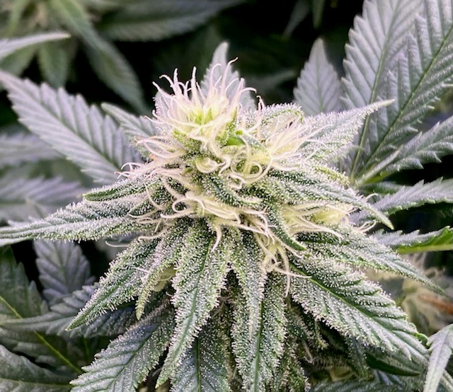 GTH Bud Closeup 2 october 27.jpg