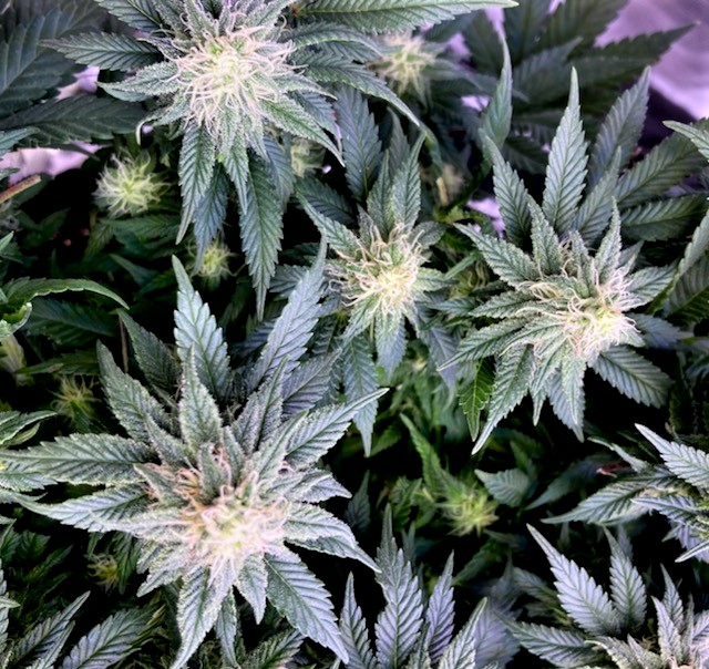 GTH Bud cluster 2 October 27.jpg