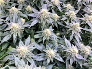 GTH bud cluster October 27.jpg