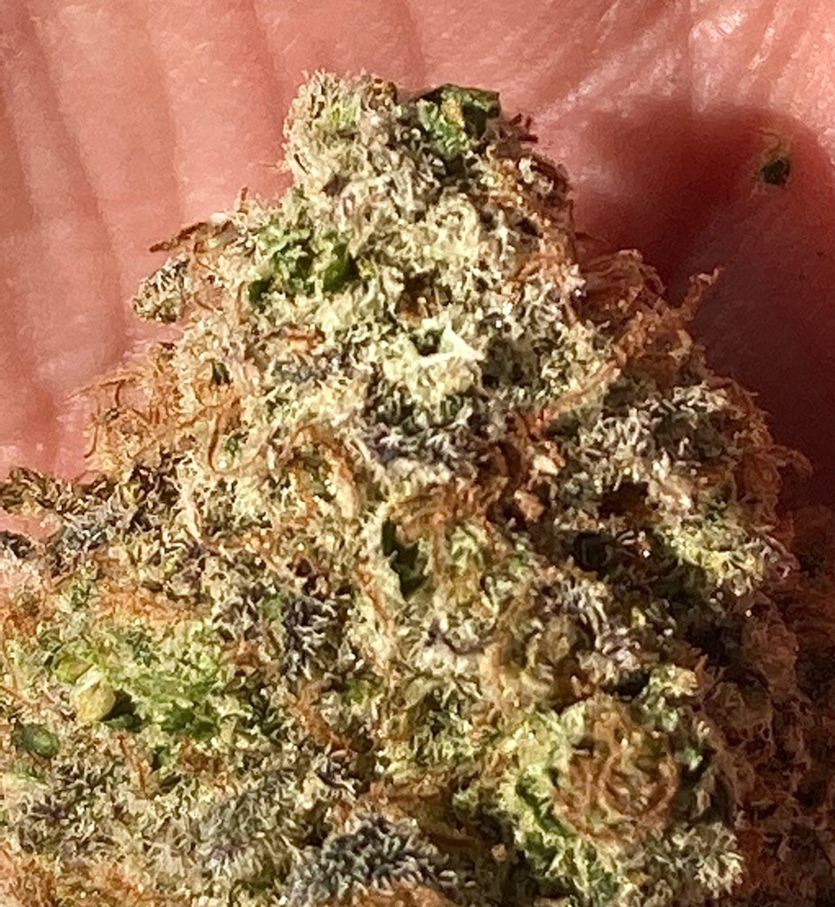 GTH finished bud closeup.jpg